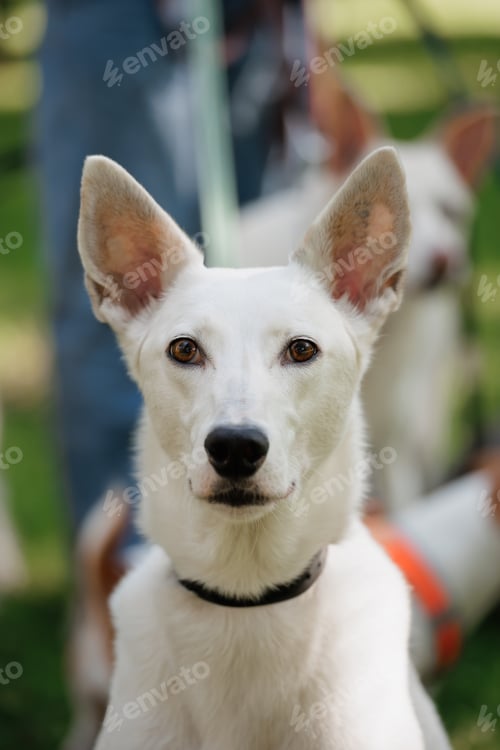 Preview: white dog on walk in park, a pet on leash against background of green lawn
