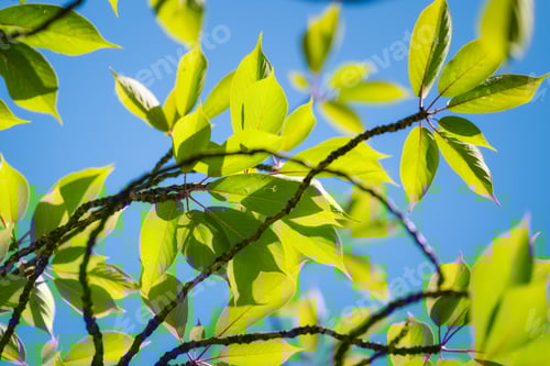 Preview: Tree branch with leaves and blue sunny sky. Summer background of blue and green