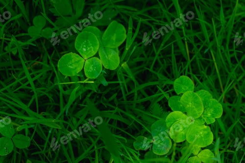 Preview: green clover leaves background with some parts in focus
