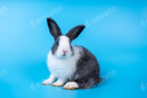 Preview: Cute black white rabbit isolated blue background