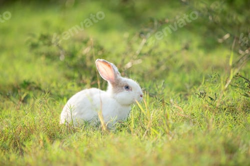 Preview: Little rabbit on green grass with background of natural in summer day at during the sunset.