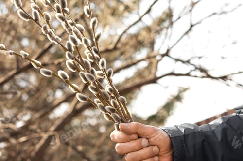 Preview: a bouquet of flowering branches of a willow plant in male hands.