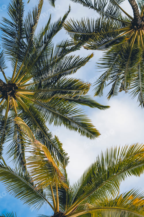 Preview: Bottom view of Palm trees in Hawaii