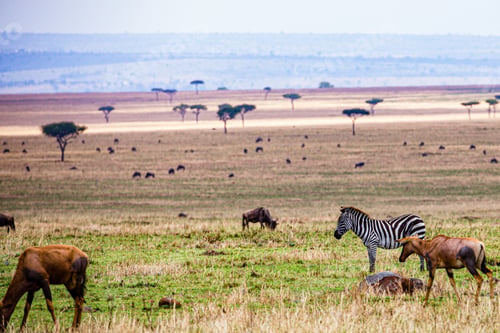 Preview: Topi Impala Antelope Africa Wildlife Wild Animals Great Rift Valley Maasai Mara
