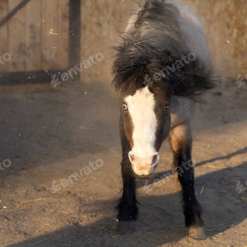 Preview: A piebald blue-eyed pony shakes off its neck and stands in a cloud of dust