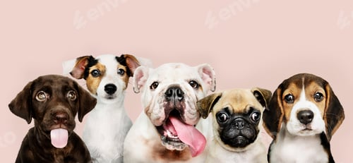 Preview: Group portrait of adorable puppies