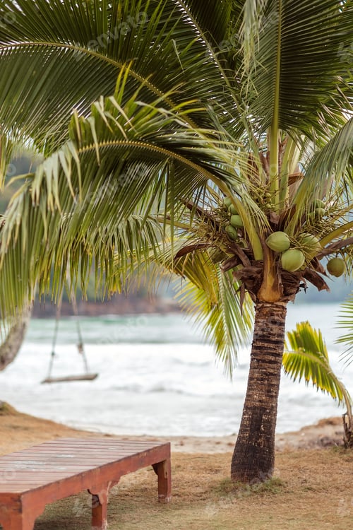 Preview: Coconut palms grow on the beach. The sea coast. Swing on the beach, on a coconut palm