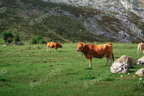 Preview: Peaceful landscape of Asturias, Spain, with a herd of cows grazing among rolling hills and mountains