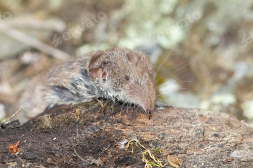 Preview: Macro closeup shot of the smallest mammal in the world known as Etruscan shrew lying on decaying log