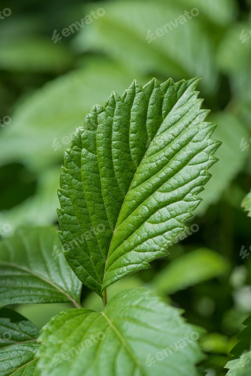 Preview: Close-up view of green strawberry leaf on blurred nature background