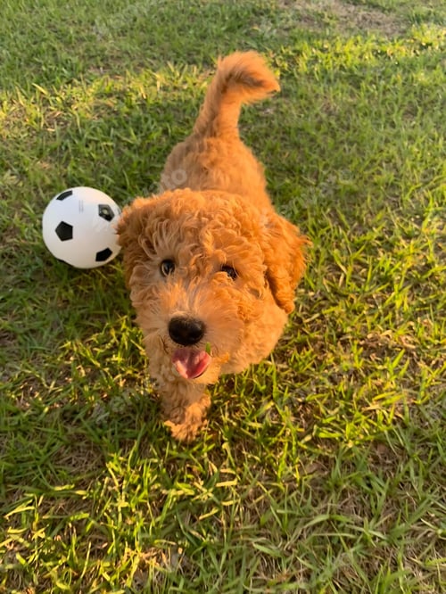 Preview: Playful puppy with toy ball