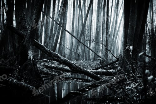 Preview: darkness, forest, horror, spooky