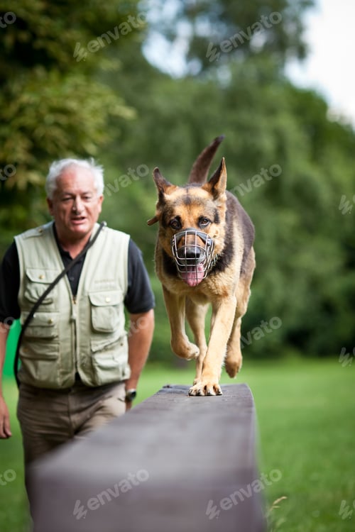 Preview: Master and his obedient (German shepherd) dog at a dog training
