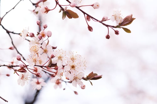 Preview: Cherry Blossom or Sakura flower on nature background.
