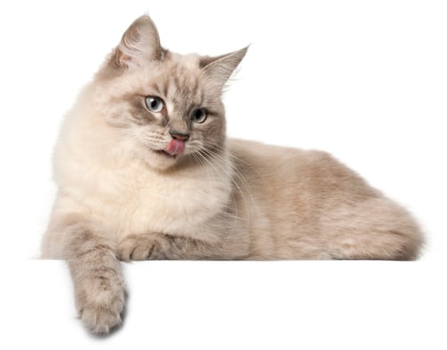 Preview: Siberian cat, in front of white background