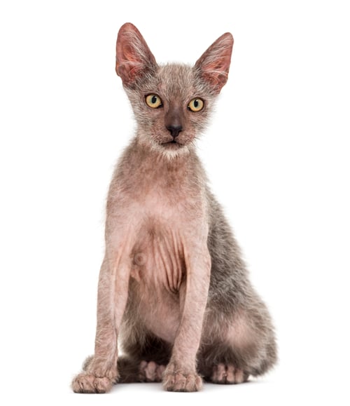 Preview: Kitten Lykoi cat, 3 months old, also called the Werewolf cat against white background