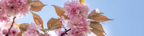 Preview: banner 4х1 Sakura with pink double flowers on a light blue sky background.