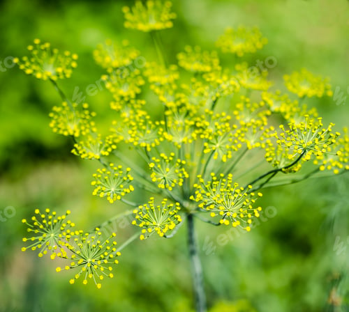 Preview: Dill (Fennel) flower