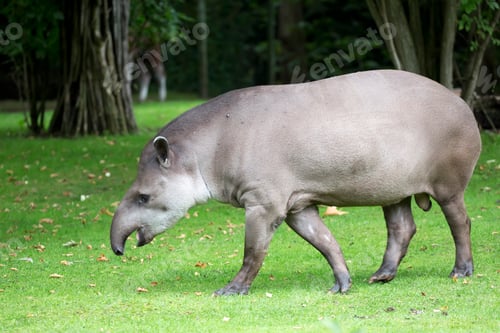 Preview: Tapir in a clearing