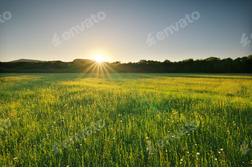 Preview: Beautiful sunny camomile meadow in mountain