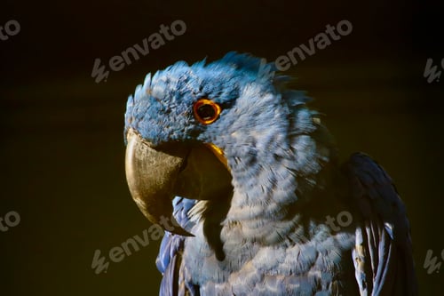 Preview: bird, parrot, tropical, beak, colorful, animal, macaw, nature, wild, red, color, green, feather, pet