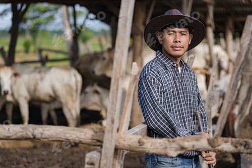 Preview: Cowman in cowshed and his cows