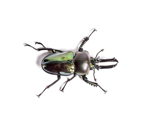 Preview: Rainbow stag beetle, Phalacrognathus muelleri, in front of white background