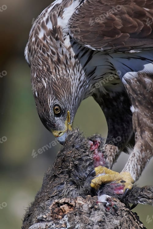 Preview: Bonellis eagle (Aquila fasciata)
