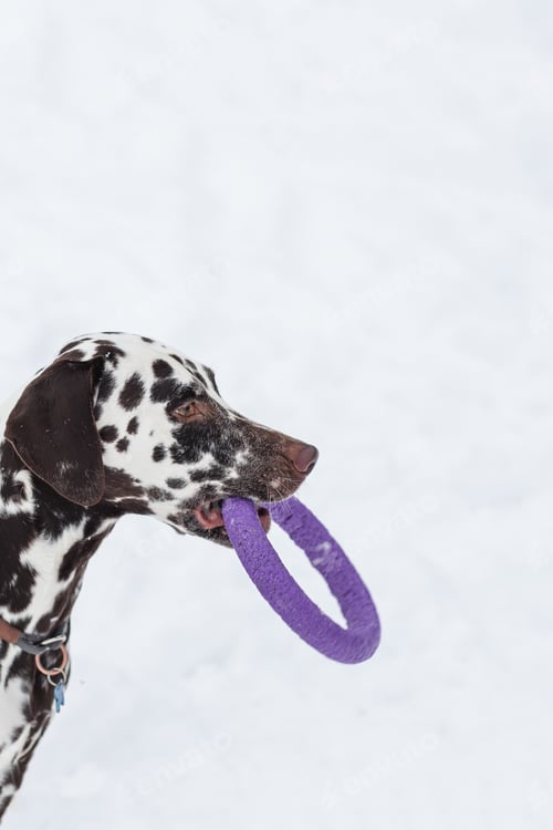 Preview: Dalmatian dog holding toy and looking up inviting to play. Winter fun with pet.. Playful dog with a