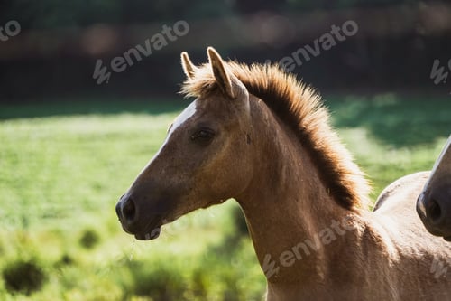 Preview: Beautiful horse at the farm