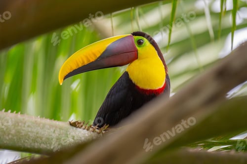 Preview: Vibrant Toucan Perched on a Branch in Jungle