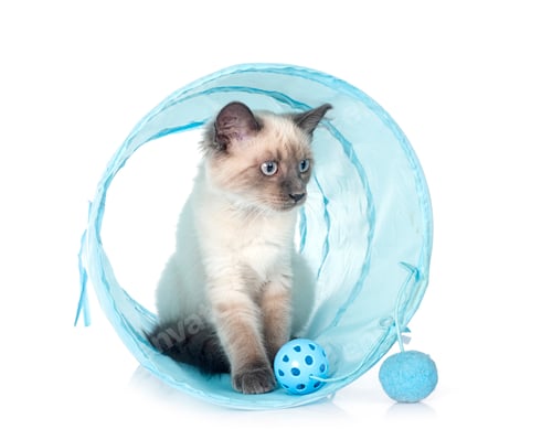 Preview: siamese kitten in studio