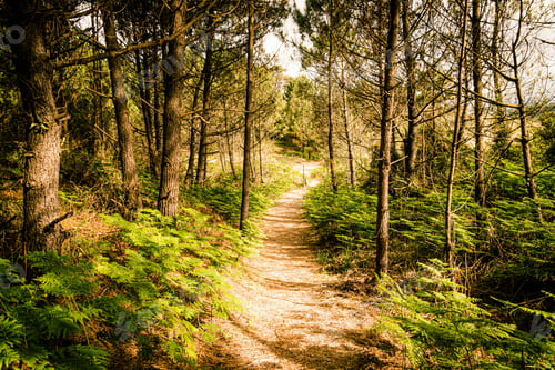 Preview: Mystical path between ferns and pine trees on a dream beach at sunny sunset on the coast
