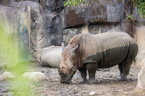 Preview: White rhinoceros in the wild zoo park