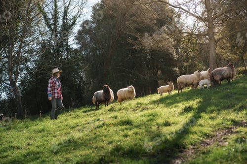 Preview: Female farmer walking and herding sheep in green meadow on sunny day