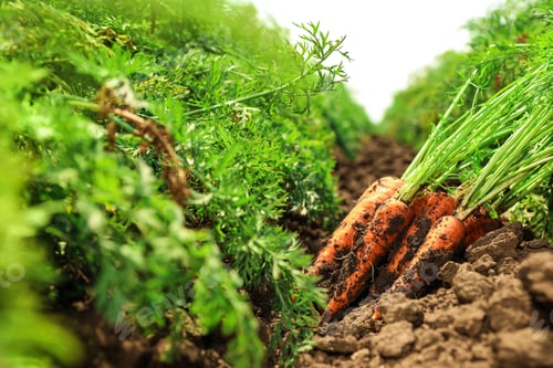 Preview: Pile of fresh ripe carrots on field. Organic farming