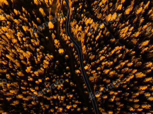 Preview: Aerial view of thick forest in autumn with road cutting through