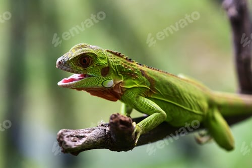 Preview: Close up photo of Green Iguana, Iguana iguana