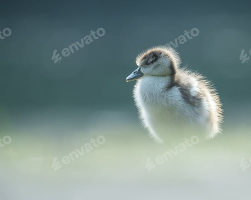 Preview: Closeup of a fluffy duckling