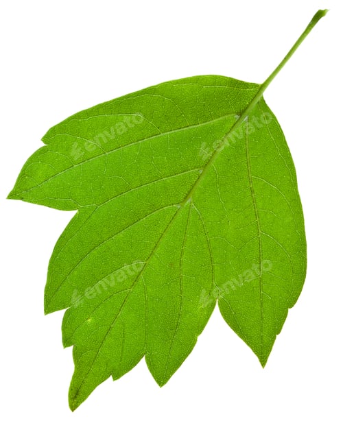 Preview: back of green ash tree leaf