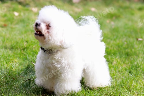 Preview: Bichon Frise . Dog