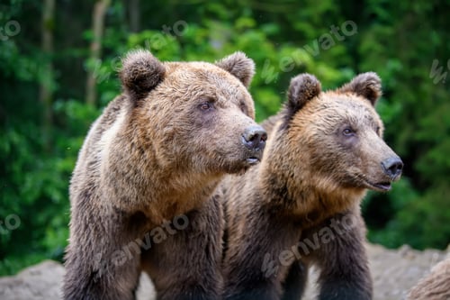 Preview: Wild Brown Bear (Ursus Arctos) in the summer forest. Animal in natural habitat