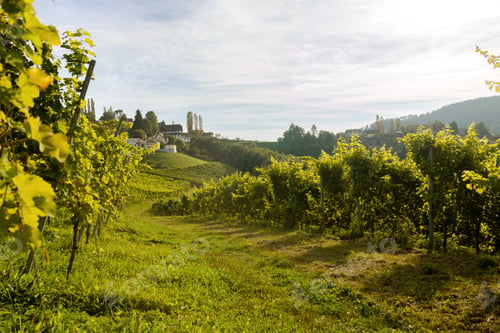 Preview: The road is overgrown with grass along the hillside between rows of grapes. Austria