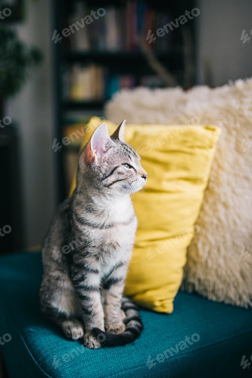 Preview: Cute young cat sitting