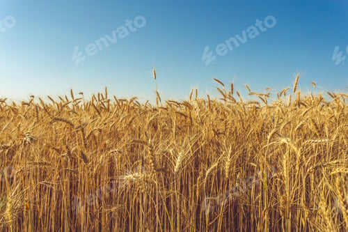 Preview: golden wheat field and sunny day