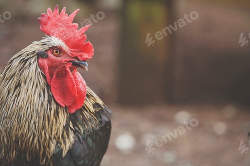 Preview: Close up of the head of a rooster