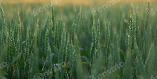Preview: Spikelets of young green wheat field in Kherson Ukraine. Organic Food and Groceries