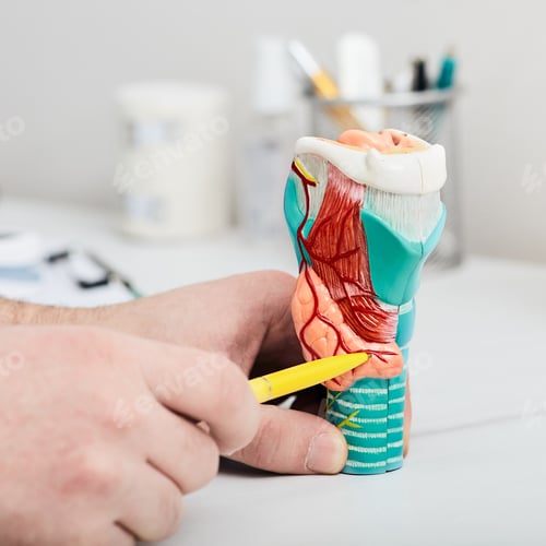 Preview: Doctor points pen enlarged thyroid gland on an anatomical model, close-up. Treatment of thyroid