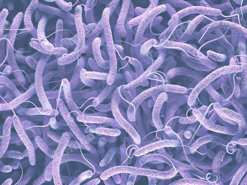 Preview: Vibrio Cholerae Bacteria