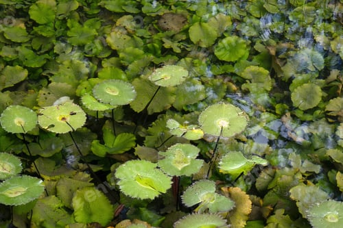 Preview: Enchanting Waterside Botanical Diversity